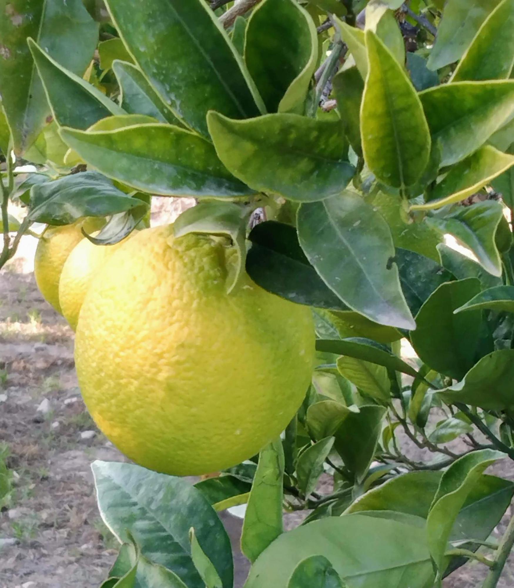 B&B La Granadilla Cónchar 外观 照片