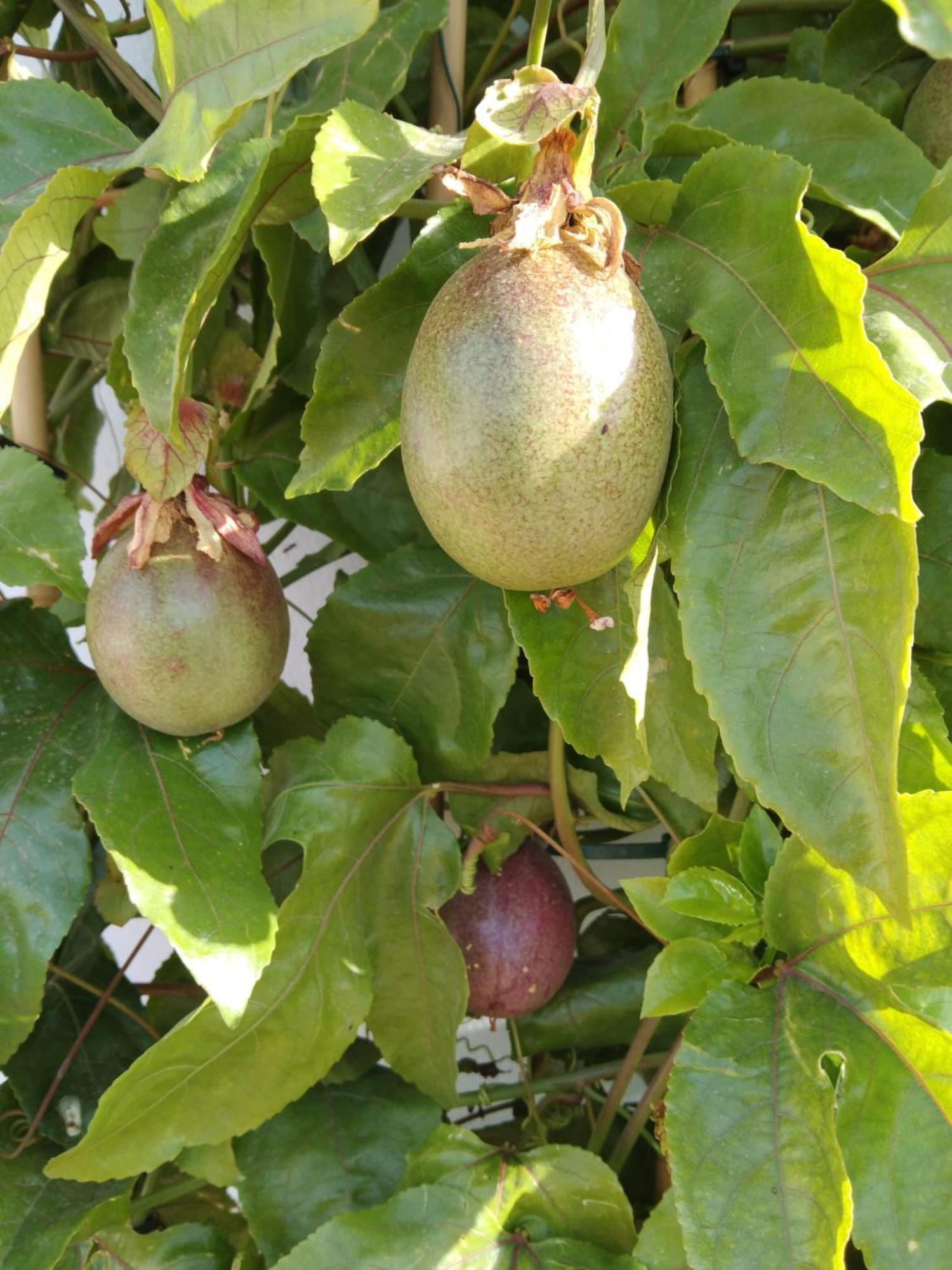 B&B La Granadilla Cónchar 外观 照片