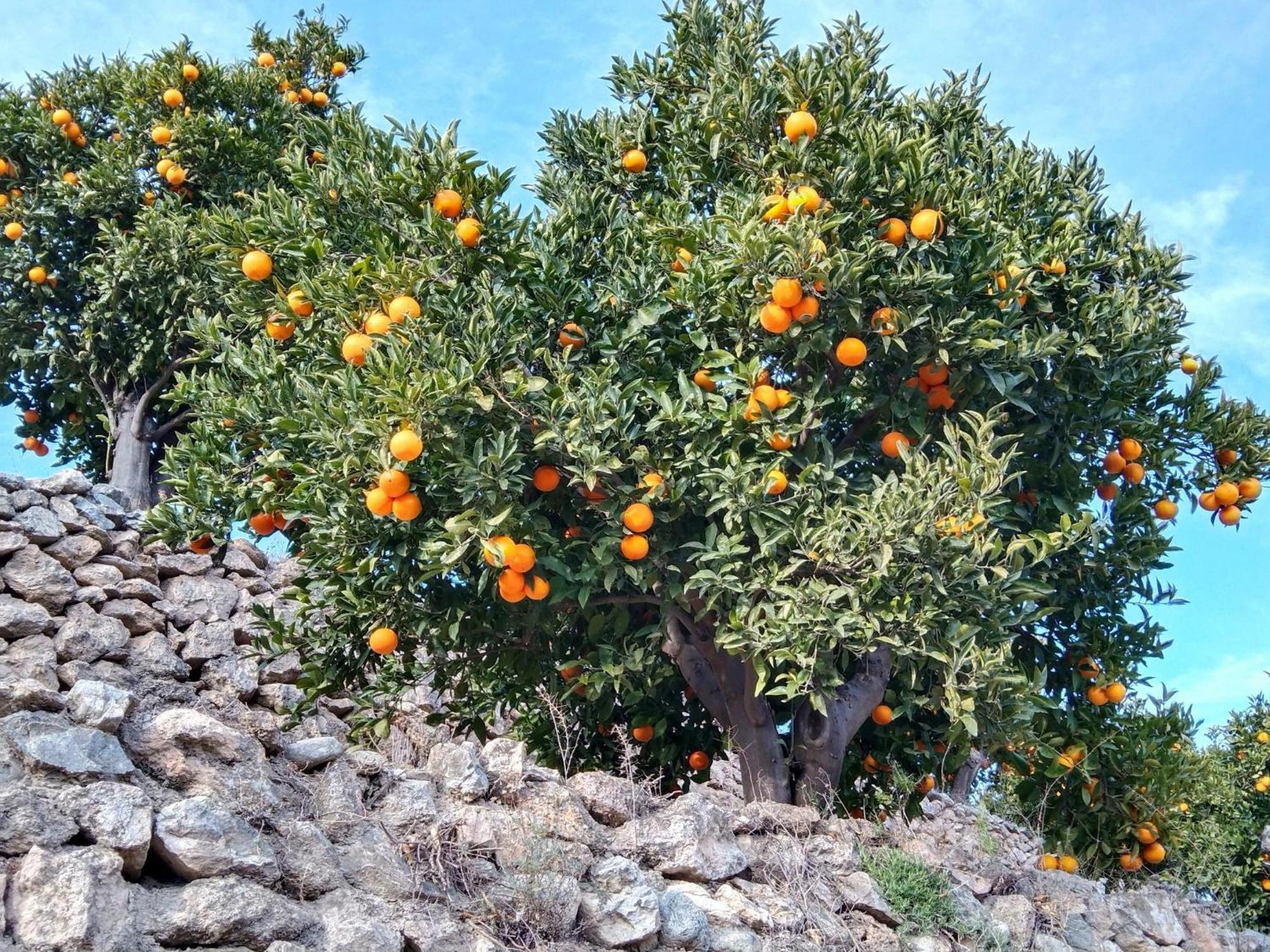 B&B La Granadilla Cónchar 外观 照片